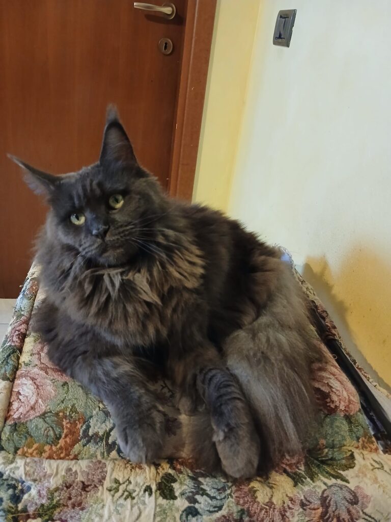 Bastet Status Pride