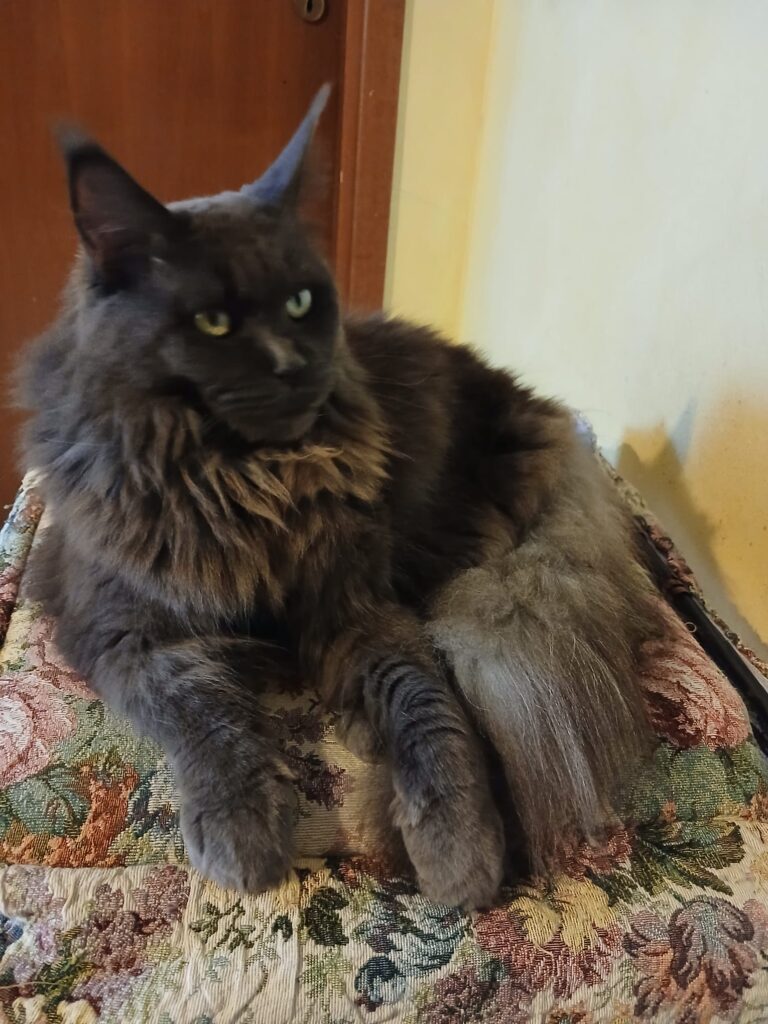 Bastet Status Pride